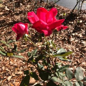 Meet your Posher, Karem